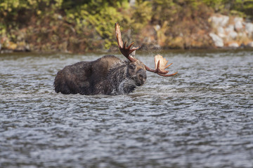 Wall Mural - rack and roll - a bull moose shakes its head and antlers to remove water after lifting head from und