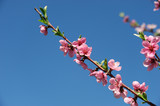 pink cherry blossom in spring in sunny day