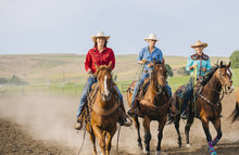 Horses At A Ranch Free Stock Photo - Public Domain Pictures