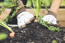 Close Up Of Woman Planting Carrot In Garden