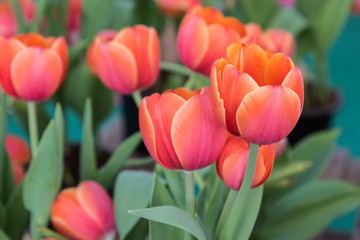 colorful tulip in garden field, Beautiful bouquet of tulips, close up tulips in spring with soft focus 