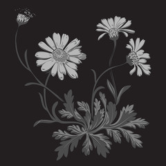 Wall Mural - Hand drawn Dandelion flowers isolated on black background vector