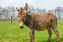 Brown Donkey Looking At You