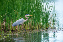 Great Blue Heron (Ardea Herodias) In The Reeds On A Lake