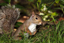 Grey Squirrel In Grass