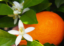 Valencian Orange And Orange Blossoms