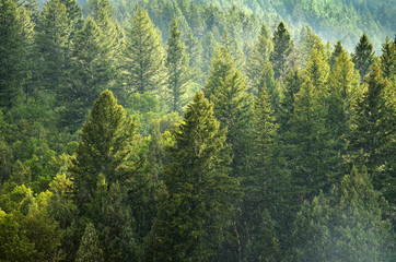 Forest of Pine Trees