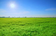 Green Rice Field With Sun And Blue Sky