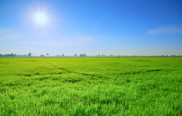 Green rice field with sun and blue sky