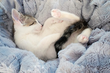 Cute Kitten Sleeping In Blue Blanket.