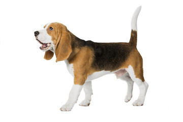 Wall Mural - puppy Beagle on white background