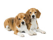 two cute beagle dog isolated on white background
