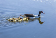Mama Duck And Her Ducklings