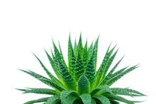 Aloe Plant On White Background