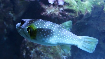 Poster - Puffer Fish, or Fugu. Underwater video on coral reef near Mauritius Island. This Japanese delicacy is so poisonous that the smallest mistake in its preparation could be fatal.