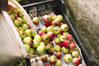 © Aleksander Rubtsov/Blend Images - Apples gathered in crate