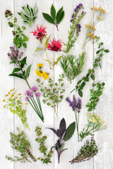 Wall Mural - Fresh Herb Abstract Background