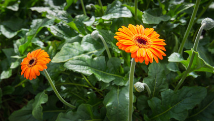 Sticker - Orange colored Gerbera flowers from close