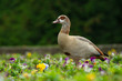 © artepicturas - Nilgans goose 3