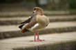 © artepicturas - Nilgans goose 1