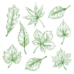 green sketched leaves of forest and garden trees