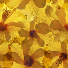 Seamless Background With Yellow Hibiscus