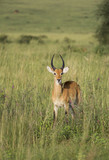 Fototapeta Sawanna - Lonely impala in the savanna of Murchison Falls National Park in Uganda, Africa