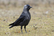 Western Jackdaw (Corvus Monedula)