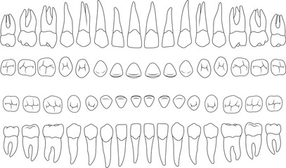 anatomically correct teeth