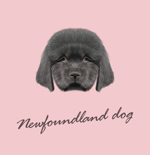 Vector Illustrated Portrait Of Newfoundland Puppy.