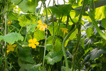 Canvas Print - Yellow colored blossoms of cucumber plants