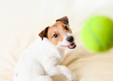 Fototapeta Zwierzęta - Funny terrier dog playing and catching ball indoor
