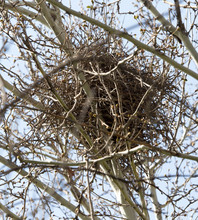 Nest On The Tree In Nature
