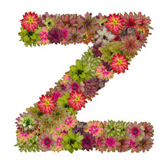 letter Z made from bromeliad flowers isolated on white backgroun