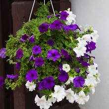 White And Purple Petunia Flowers In Hanging Pot
