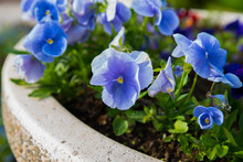 Pansies Blue Flower