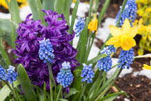 Purple Hyacinth, Blue Grape Hyacinth And Yellow Daffodils