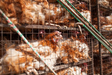 Chickens In A Cage. Birds In A Cage. Bird's Farm. Animals Abuse.