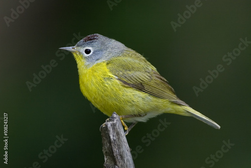 Fotografía Nashville Warbler (Vermivora ruficapilla)