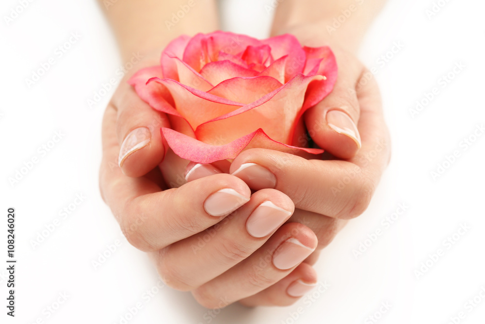 Woman hands with beautiful rose on white background, close up