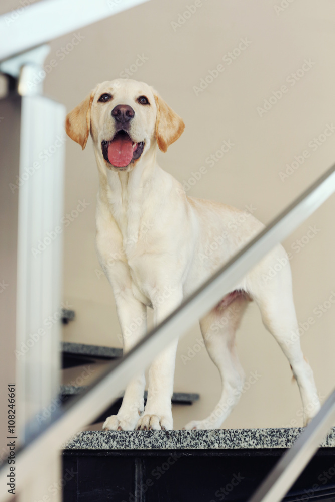 Labrador dog on the stairs, indoors