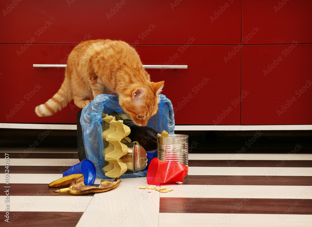 Red cat at full inverted garbage basket on kitchen floor