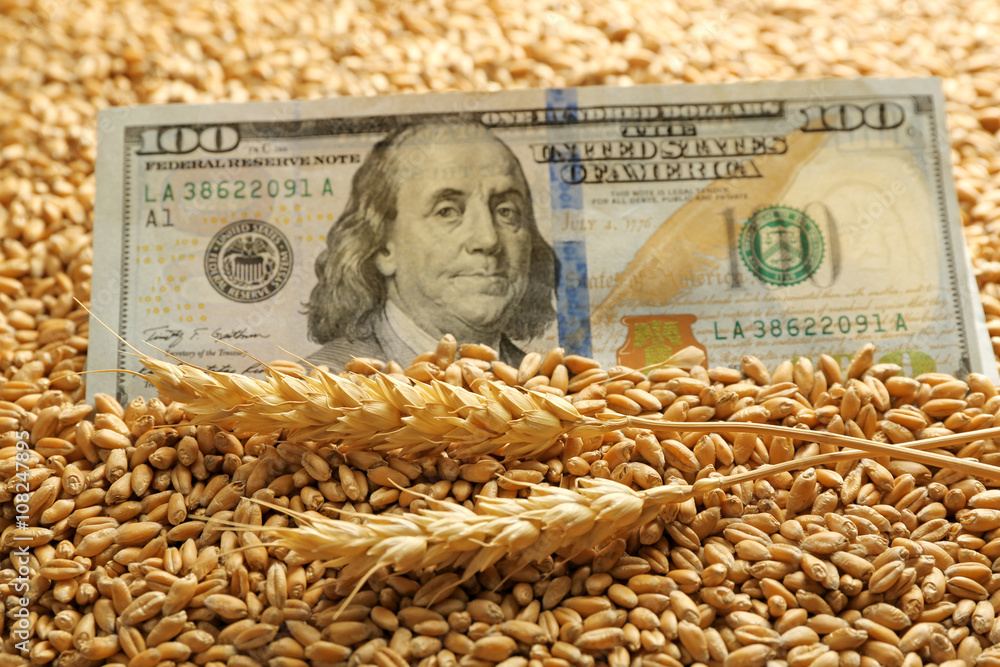 Dollar banknote and wheat grains. Agricultural income concept