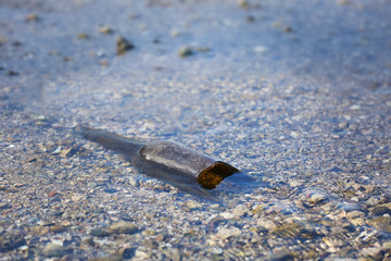 Wall Mural - Glass bottle in water of the river