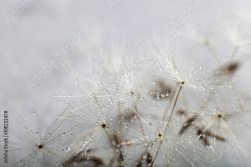 Naklejka dekoracyjna Dandelion seed with water drops