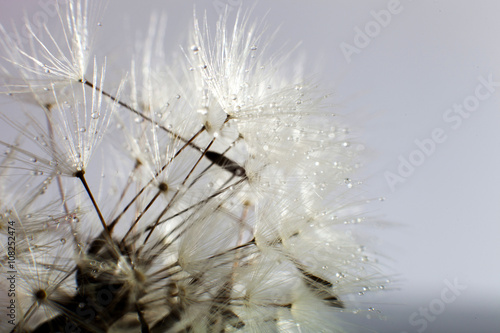 Fototapeta na wymiar Water drops on dandelion - extreme macro