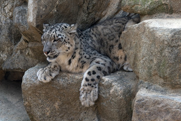 snow leopard