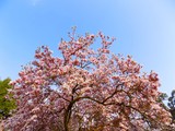 Fototapeta Krajobraz - Flowering magnolia tree in spring