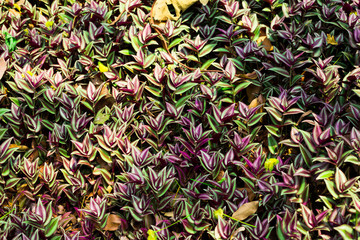 Wall Mural - Green leaves of Tradescantia zebrina background