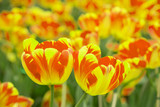 Fototapeta Tulipany - Garden tulips colorful background texture